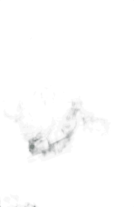 Pilot